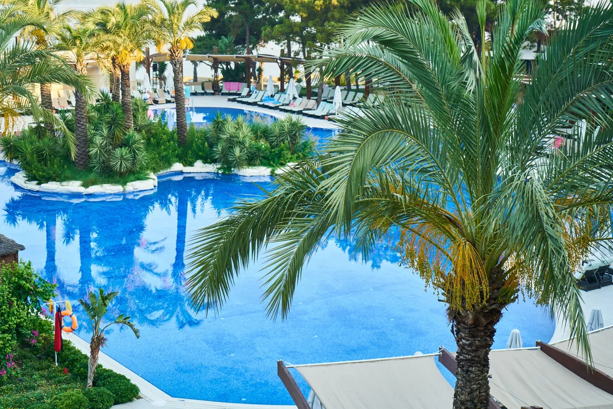 Pool surrounded by palm trees and tropical landscaping
